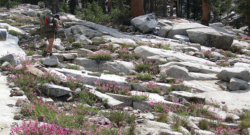 a person wearing a backpack and using trekking poles hikes along a rocky landscape dotted with pink wildflowers. 